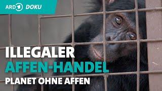 Bonobo auf Kaufhausdach: Reporter Michel Abdollahi deckt illegalen Tieraub auf | Planet ohne Affen