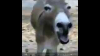 Laughing Donkey