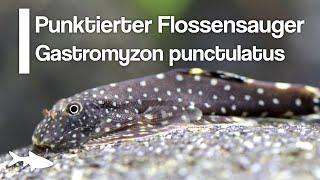Der Punktierte Flossensauger Gastromyzon punctulatus | Aquariumbewohner im Porträt