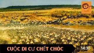  Cuộc Di Cư Chết Chóc | Thế Giới Động Vật Hoang Dã