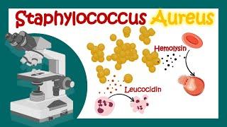 Staphylococcus Aureus | Pathology | Microbiology | What is the best treatment for Staph aureus?