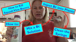 BT How to Mix, Inject & Clean the Syringe: Squash Vine Borer Solutions Beginner Straw Bale Gardening