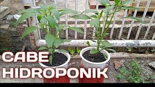 Menanam Cabe Hidroponik dengan Toples Bekas