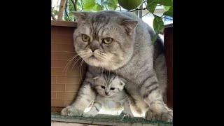  Don't you dare offend him!  Videos of funny cats, kittens and dogs! 