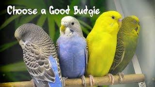 How to Choose a Good Budgie