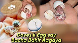 Doves kay Egg Say Bacha Bahir Aa gaya  - Hamare Birds Vlogs