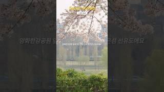 서울 벚꽃 명소 선유도공원의 봄 #대한민국구석구석 #서울 #여행 #벚꽃 #서울벚꽃 #선유도공원 #양화한강공원