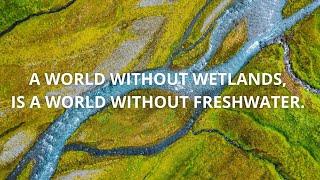 A world without wetlands is a world without freshwater. 