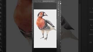 Our artist draws a brant goose and we animate it! #animation #process #watercolor #painting #art