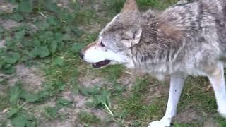 Wolves scratching and yawning, Wölfe im Tiergarten Worms