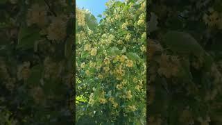 Липа цветёт. Пчелы собирают липовый мед. Природа. Цветы.