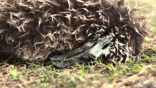 Midway Island -Unbelievable video about albatross on Midway Island and the plastic we consume.