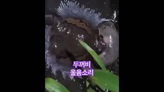 두꺼비 울음소리