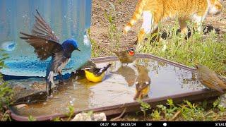 Creating a Bird Bath on a Migratory Route: The Surprising Reactions (30-Day Camera Setup)