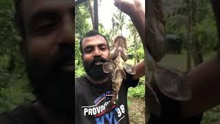 ഒരു ചെറുതിനെ അങ്ങ് പൊക്കി  #vlogettan #fishing #angler #grouper