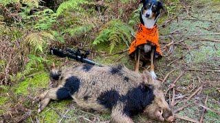 Pig Hunting New Zealand With Big Game Indicating Dogs