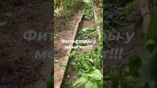 Чтобы не было фитофторы на томатах, раз в неделю я делаю так