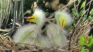 Great Egret Chicks In Nest