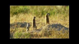 5K African Wildlife   Virtual Trip to Kgalagadi Transfrontier Park, South Africa   1 Hour Video