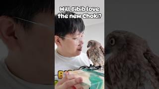 Choki!! Is that you? A new Choki for Bibib? ️