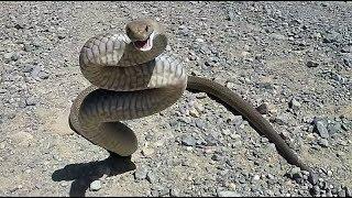 WARNING very angry eastern brown snake