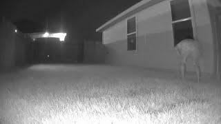 New cameras catch Katy man peeping inside woman's bedroom window