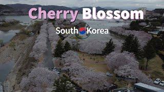 Gyeongju Cherry Blossom - a aerial film  by MAVIC mini [2K QHD]