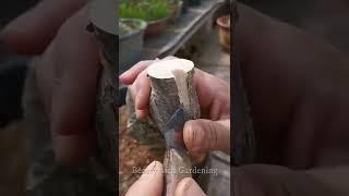 Fruit Trees Grafting Technique | How To Graft Fruit Plants #Short #grafting #shorts #fruittrees