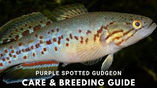 Southern Purple Spotted Gudgeon - The Story of an Extinct Fish - Care and Breeding Guide