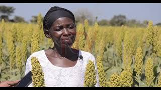 Sorghum grain supplies to UBL transforming lives