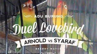 BRANDYWATCH : Duel Seru Burung Lovebird SYARAF VS ARNOLD Di BATAVIA