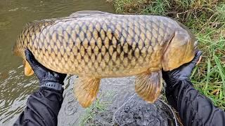 This bait caught the biggest carp!