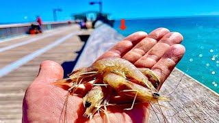 Saltwater PIER FISHING with Shrimp!