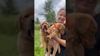 Fox Red Labs are so fun!  #foxredlabrador #puppy #dogbreed #foxredlabs #redlab #labradorretriever