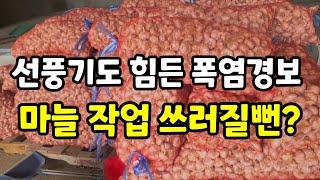 폭염에도 홍산마늘 선별중 시골은 더위에도 열일중 귀농 귀촌