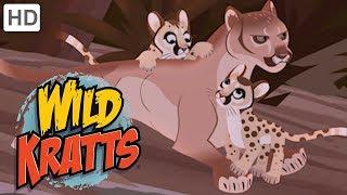 Wild Kratts  Mothers of the Wild | Kids Videos