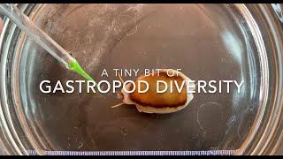 Gastropod diversity