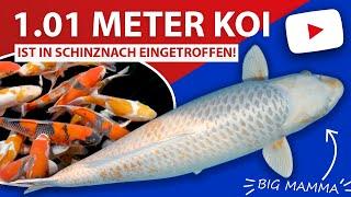 1.01 Meter Koi - "Big Mamma" ist in Schinznach eingetroffen!