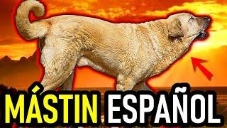 Mastín Español: En Busca del Perro Guardián Perfecto 