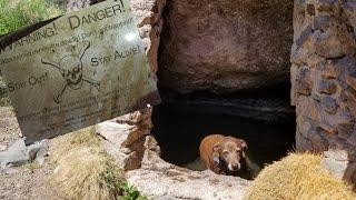 Wandering the Mojave Desert: Hidden water holes and canyon exploring with the Adventure Hound Nikki!