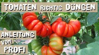 Tomaten erfolgreich Düngen - so macht es der Profi