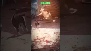 #Funny #funnyvideo #mrbeast #mrbest360 #foryou #viral #shorts