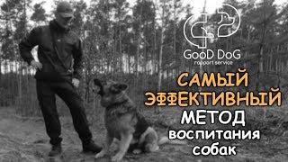 Самый эффективный метод воспитания собак | Good Dog