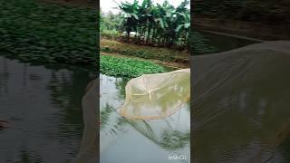 village boy net fishing amazing wow #shorts #fishing #abdulsamifishing