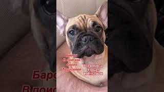 #французскийбульдог#продажа#заводчик#ркф#доставкаповсерф#родословная#любовь#собаки#