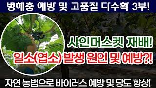 샤인머스켓 재배기술 3부 일소피해 엽소피해 원인 및 예방, 당도가 떨어진 이유 및 당도 높이는 방법?