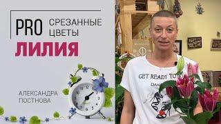 Лилия царственный цветок | Что вы не знали об этом цветке