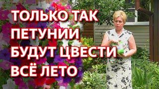 Чтобы петунии цвели всё лето обязательно сделайте это. Как правильно подкормить петунии.