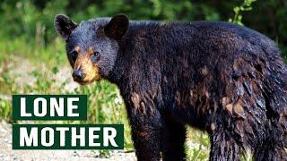The Bears That Roam Canada's Forillon National Park | Black Bears Documentary
