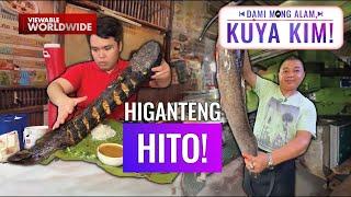 Higanteng hito, mas malaki pa sa hita ng tao!? | Dami Mong Alam, Kuya Kim!